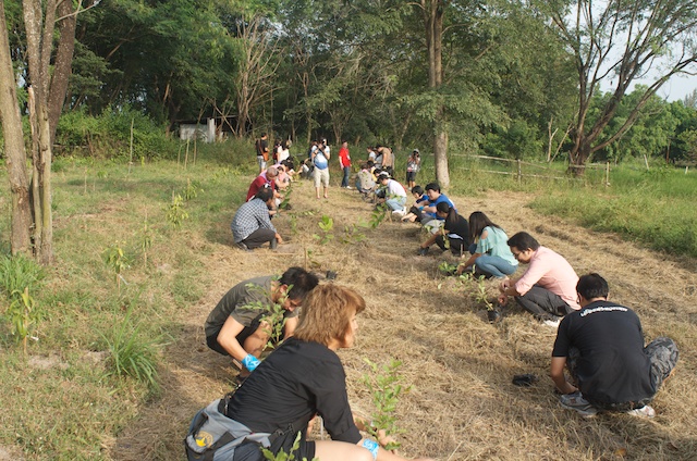 tree planting