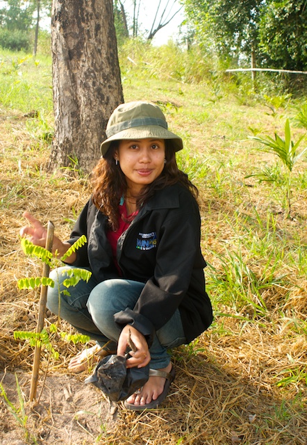 tree planting