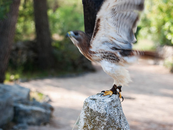 Epson Raptor Rescue