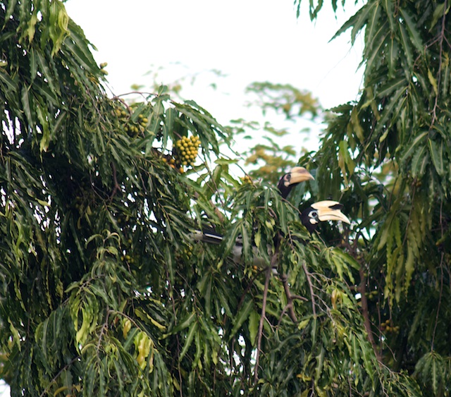 Langkawi