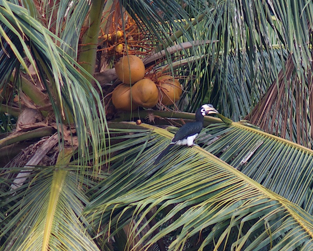 Langkawi