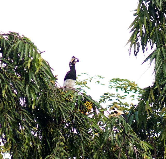 Langkawi