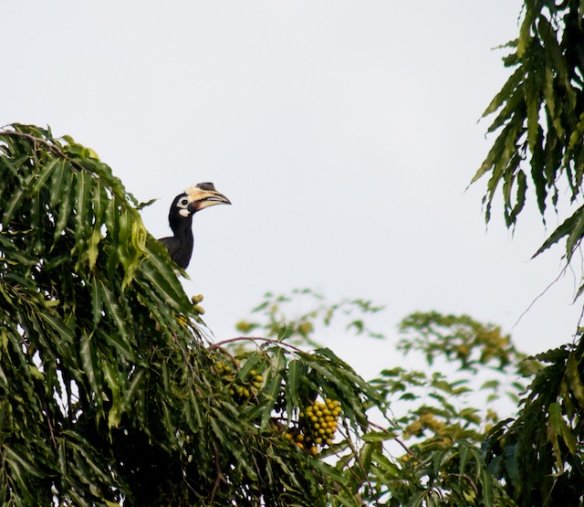 Langkawi