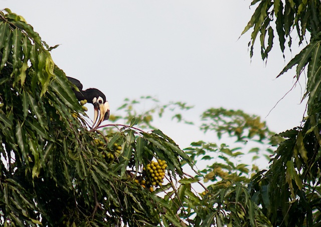 Langkawi