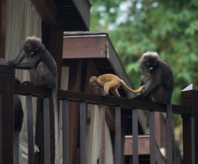 Langkawi