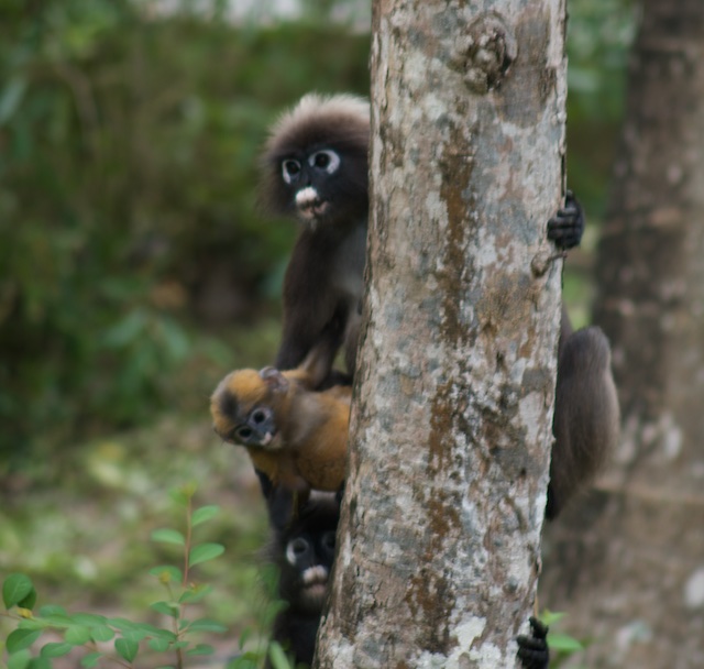 Langkawi