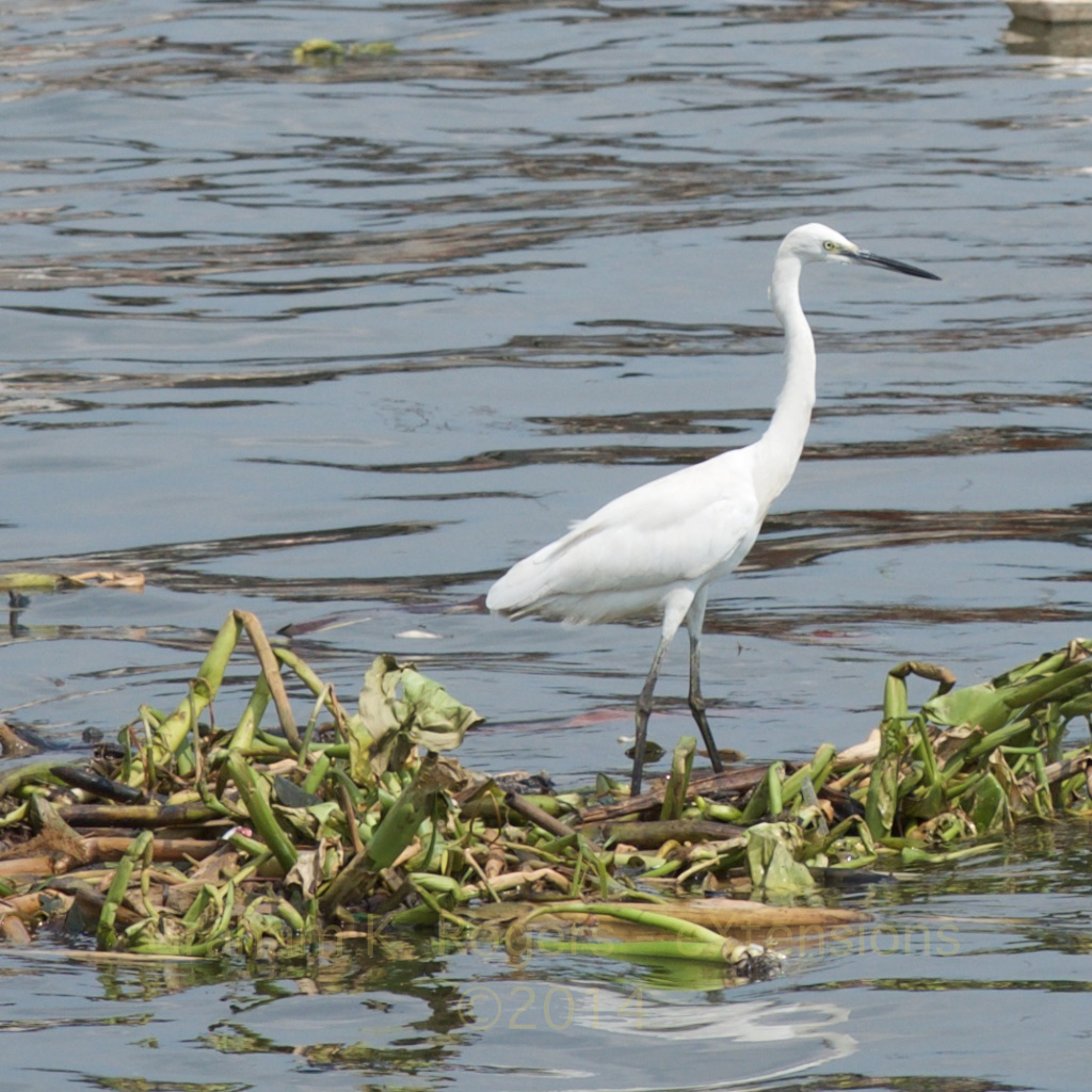 egret on water hyacinth