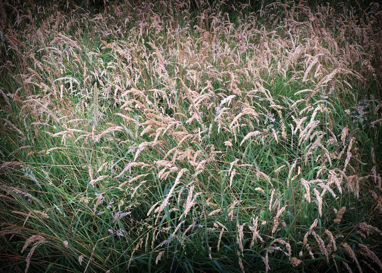 Whispering grasses