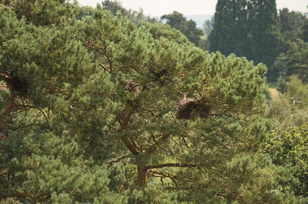 Herons Nesting