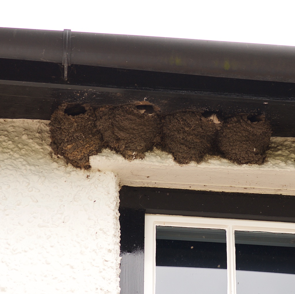 Swallows nests