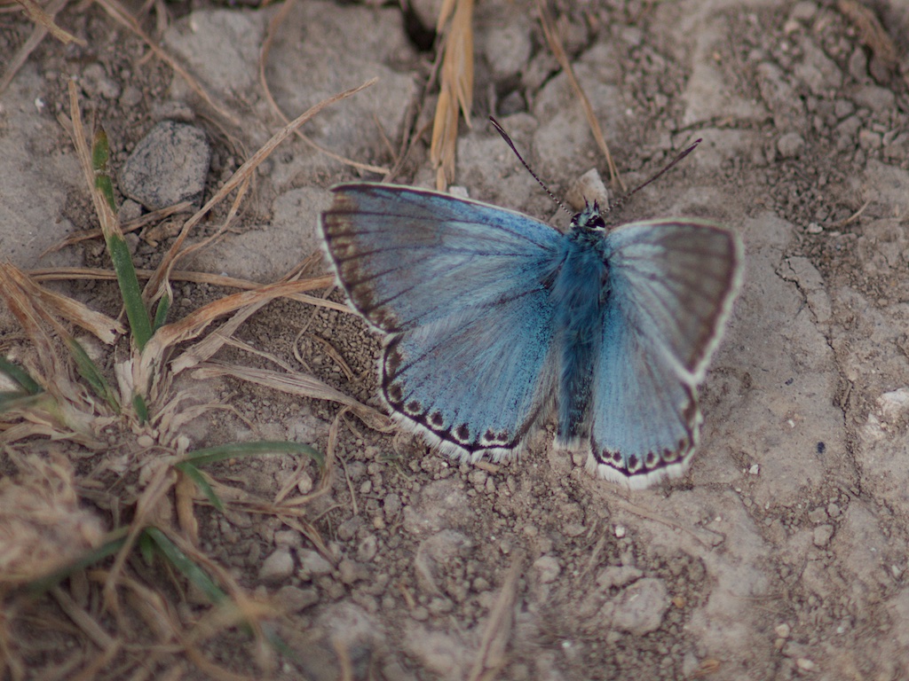 Ivinghoe