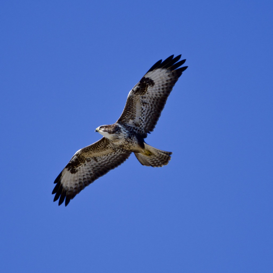 Red Kite