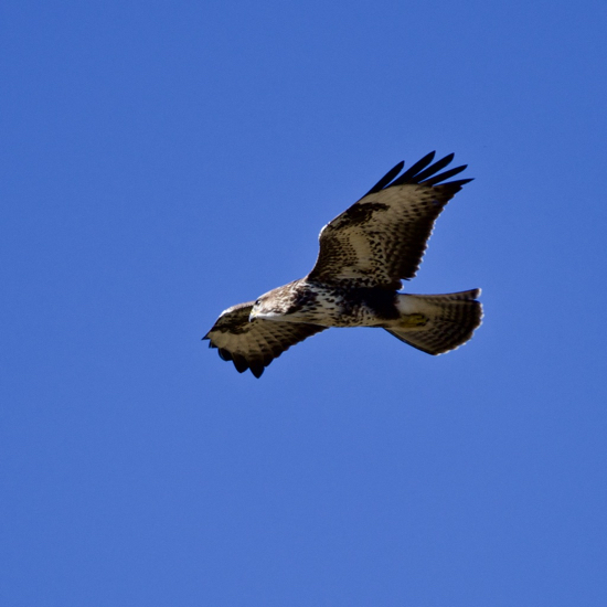 Red Kite