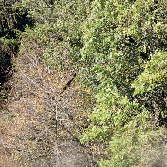 Red Kite