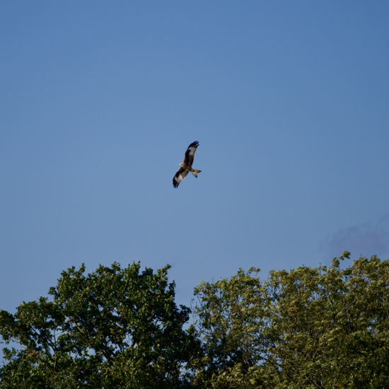 Red Kite