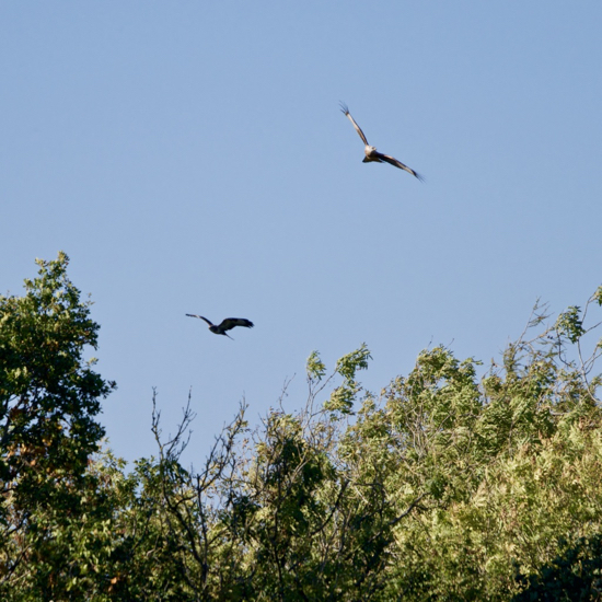 Red Kites