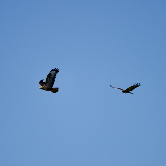 Red Kites