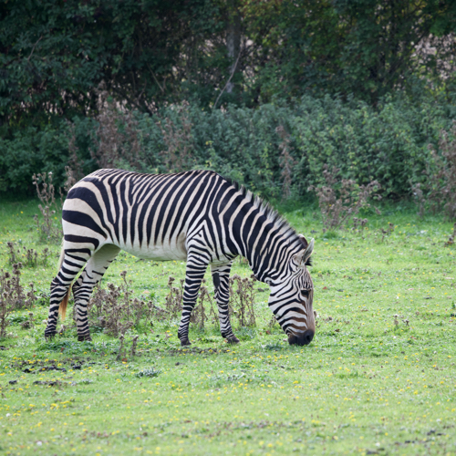 Linton Zoo