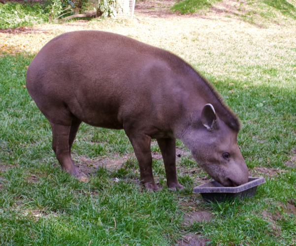 Tapirs