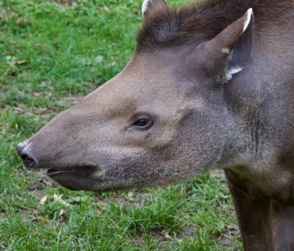 Tapirs