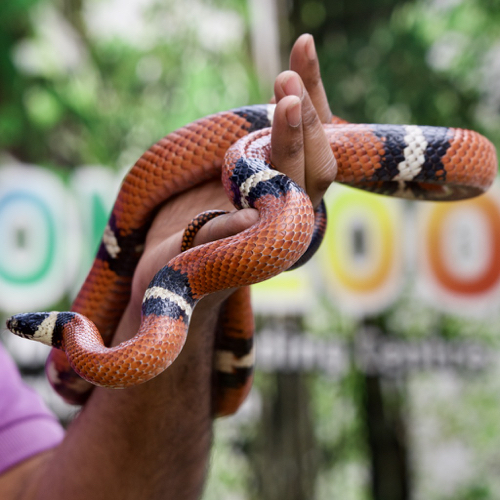 Milk snake