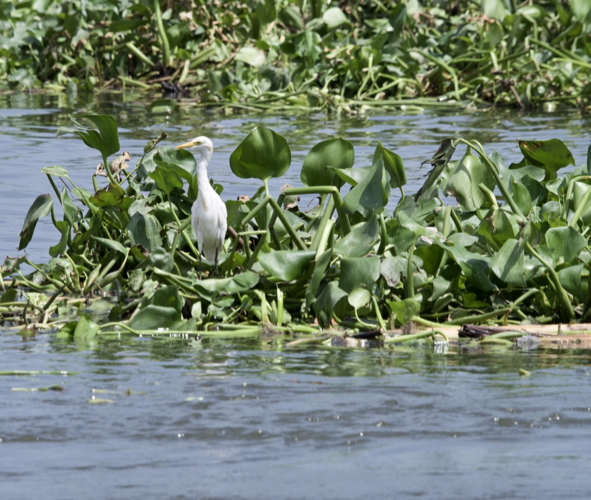 Egrets