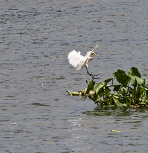 Egrets