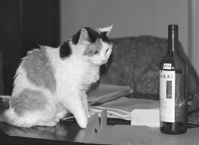 cat and wine