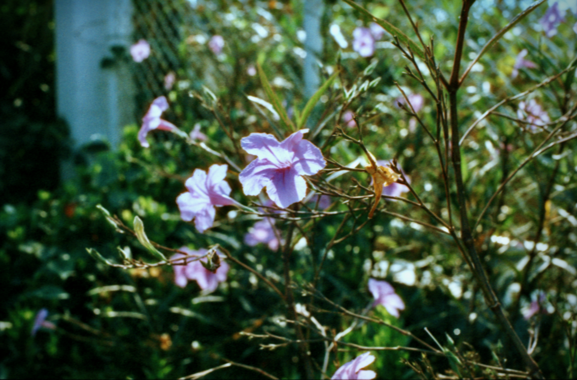 Phoenix output roll 1