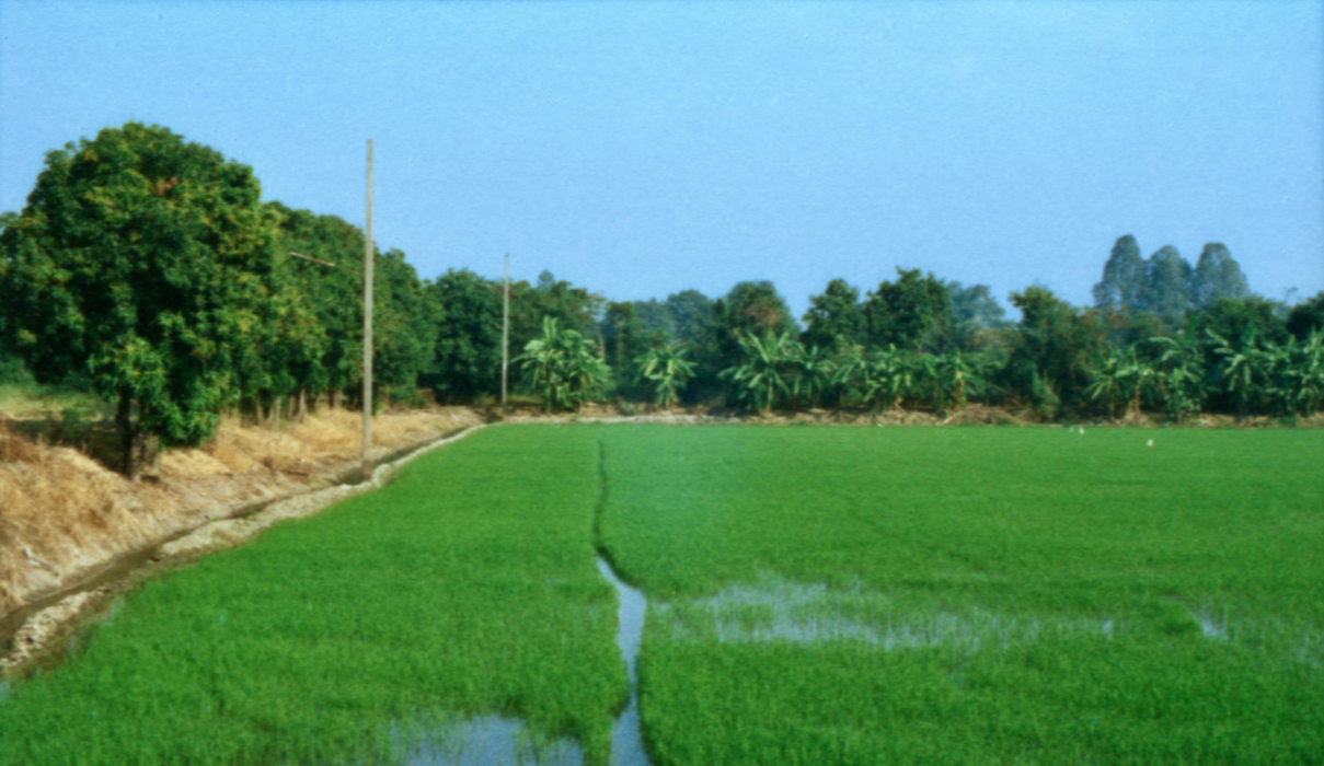 Green rice field