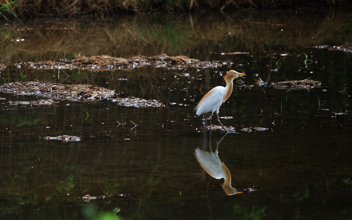 Feeding egret