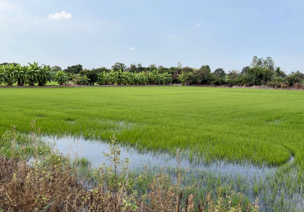 rice field across the road