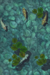 Koi Pond