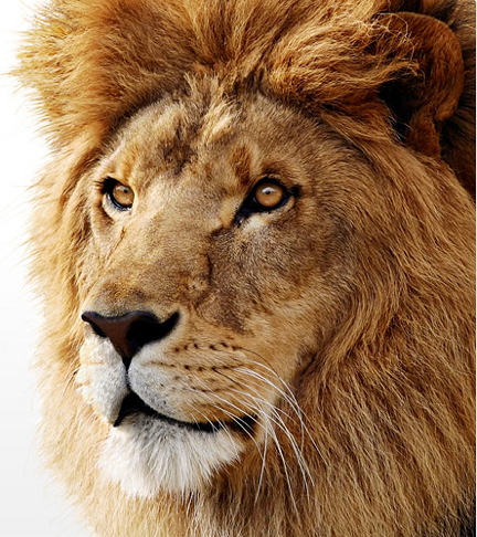 lion