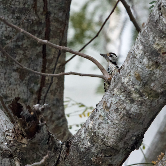 fulvous-breasted woodpecker