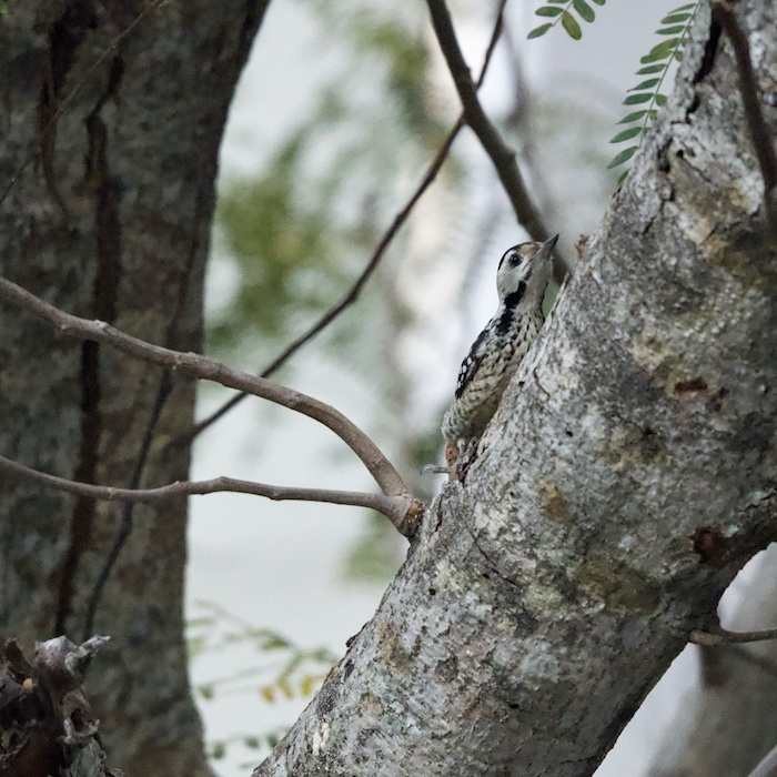 fulvous-breasted woodpecker