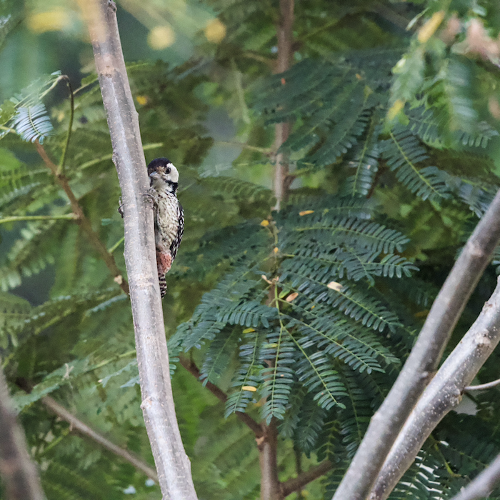 fulvous-breasted woodpecker
