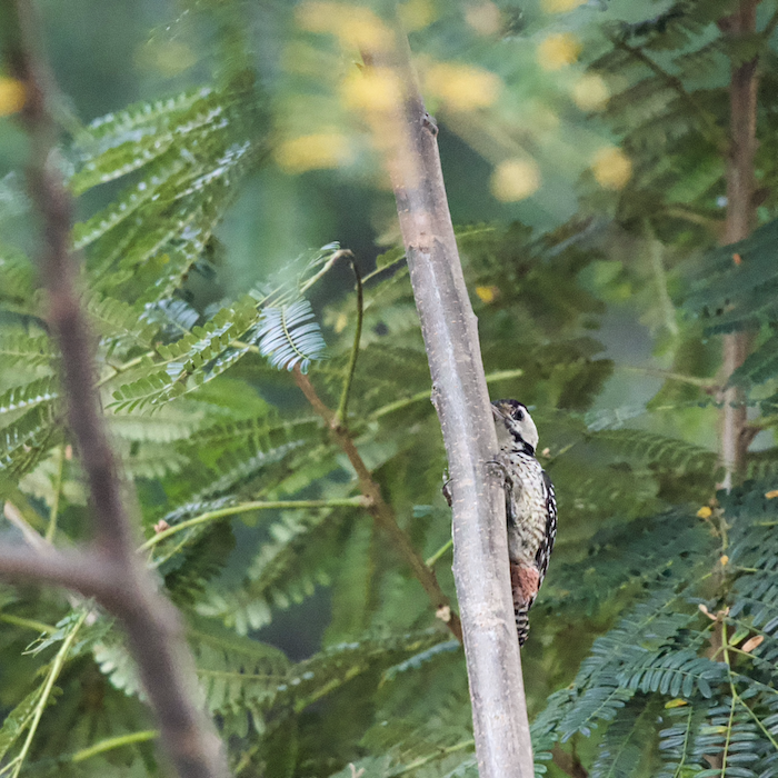 fulvous-breasted woodpecker