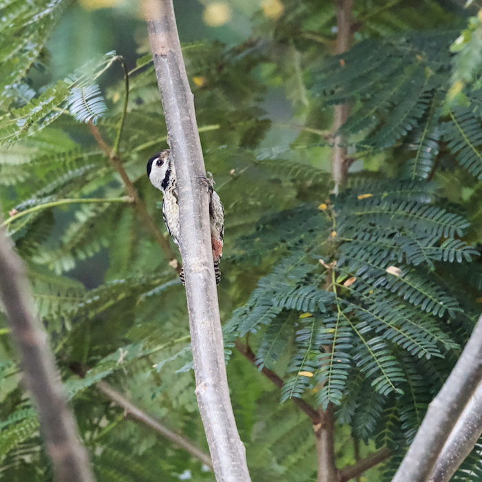 fulvous-breasted woodpecker