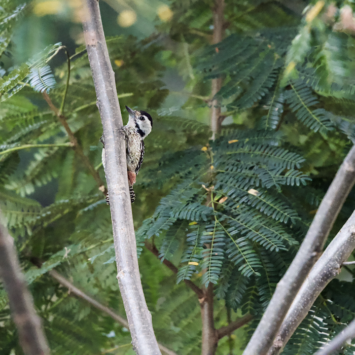Fulvous-breasted woodpecker