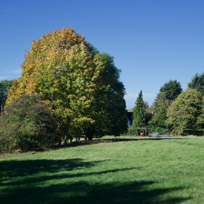 Trees
