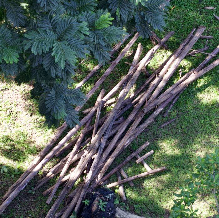 former trees